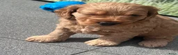 Cockapoo dogs for sale: Beautiful miniature F2 cockapoos - Advert 3