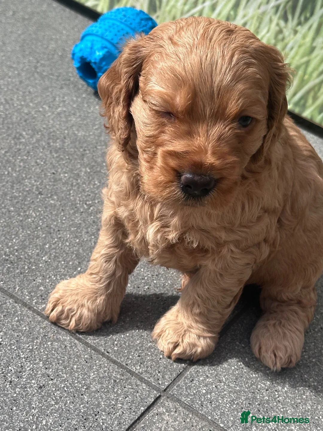 Cockapoo dogs for sale: Beautiful miniature F2 cockapoos - Advert 1