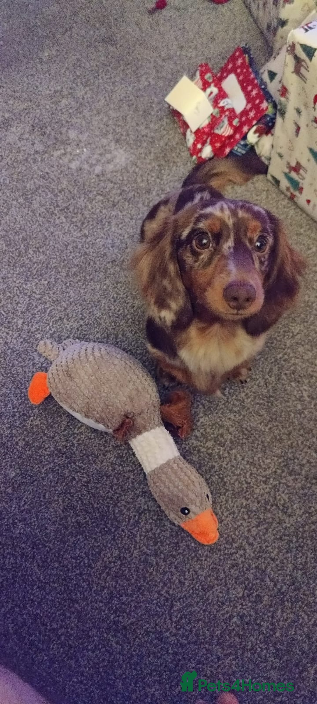 Miniature Dachshund dogs for stud: Meet Loki, miniature dachshund - Image 14