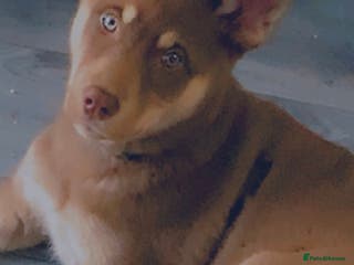 Siberian Husky dogs 6 month old Siberian husky - Advert 9