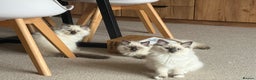 Ragdoll cats for sale: 6 Gorgeous Full Breed Ragdoll Kittens Ready to Go! - Advert 2