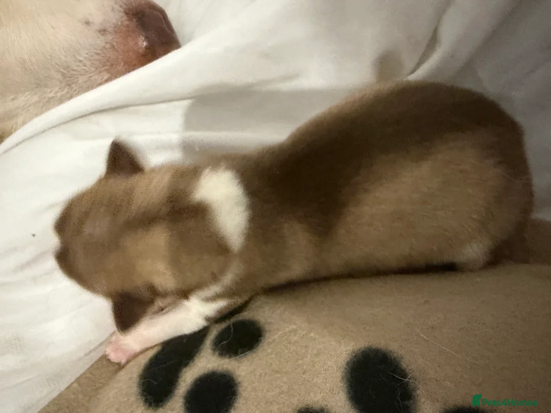 Siberian Husky dogs for sale: Siberian huskys for sale (re-uploaded advert) - Advert 10