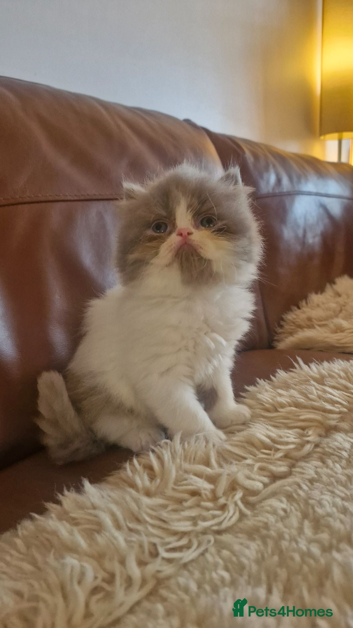 Exotic cats Persian exotic kittens - Advert 2
