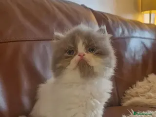 Exotic cats Persian exotic kittens - Advert 2