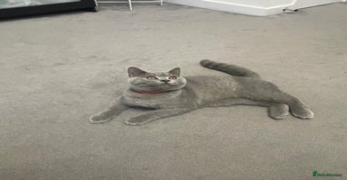 British Shorthair cats - Advert 12
