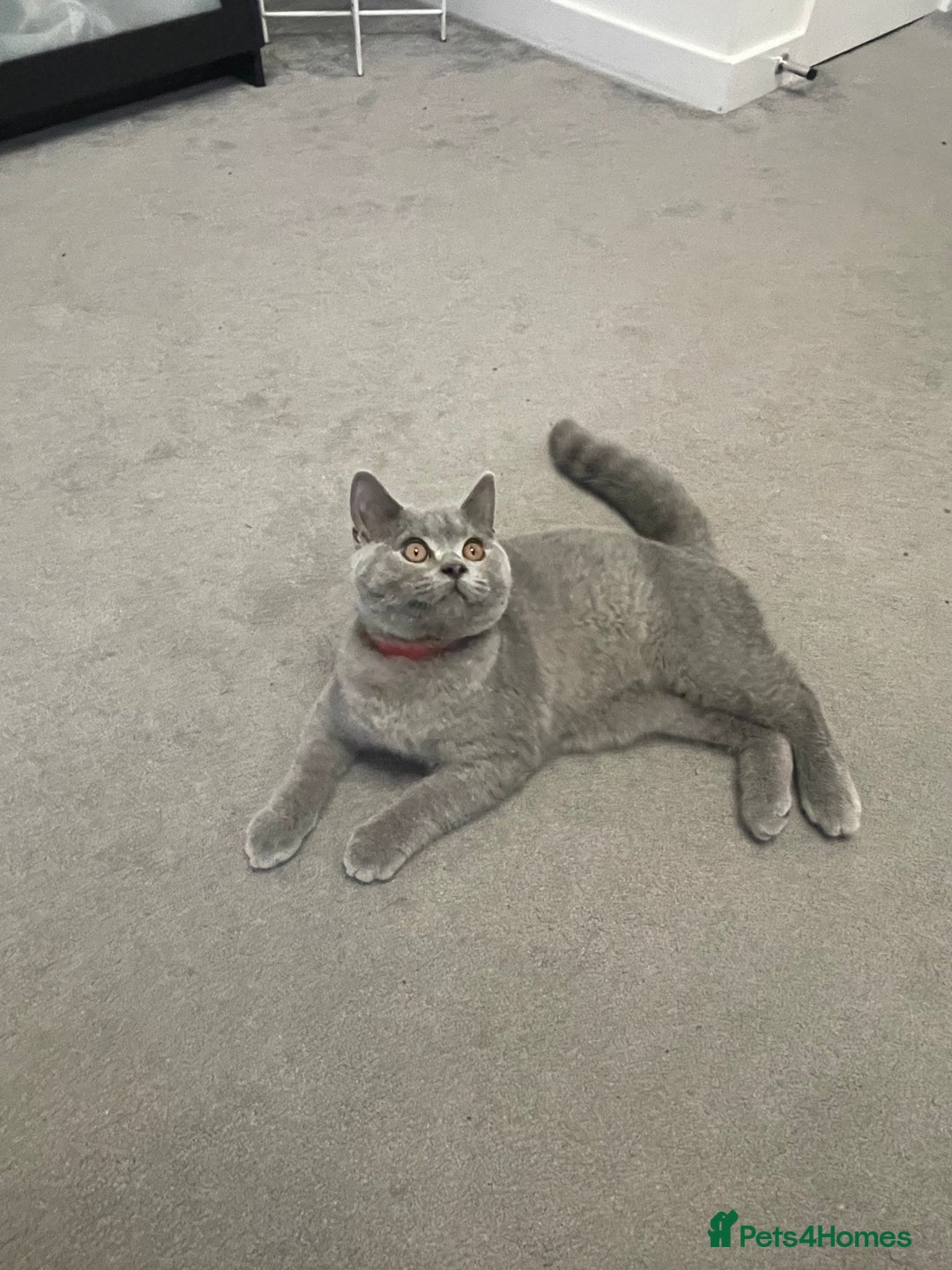 British Shorthair cats for sale:  BRITISH SHORTHAIR BOYS AVAILABLE  - Image 5