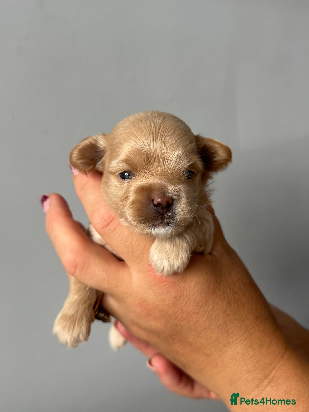 Maltipoo dogs for sale: Tiny F1 Asian Maltipoo puppies. Reserve now! - Image 7