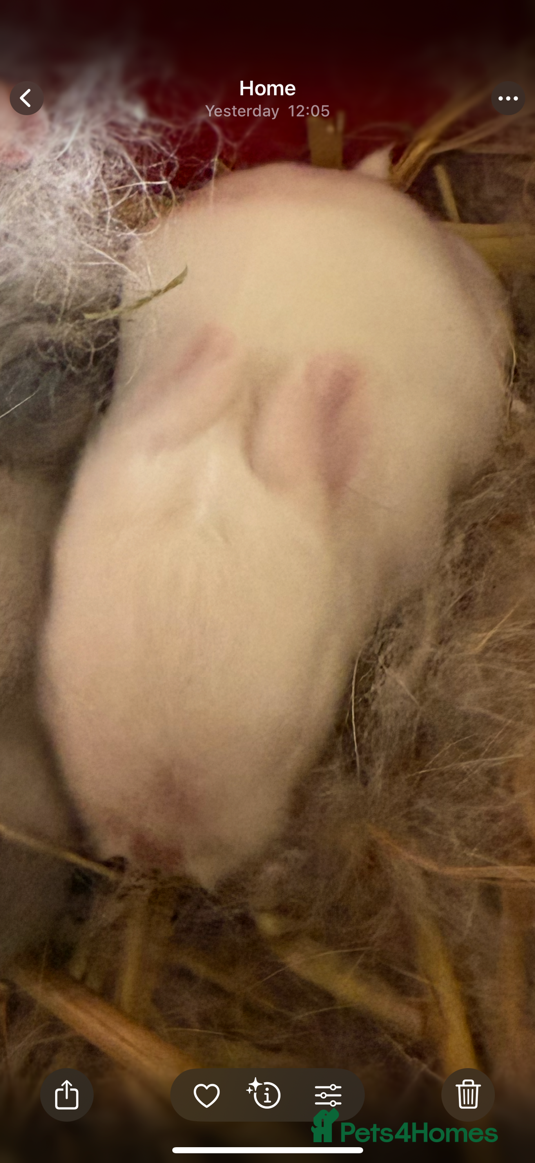 Mini Lop rabbits for sale: Patch Adams babies for reservation - Advert 7