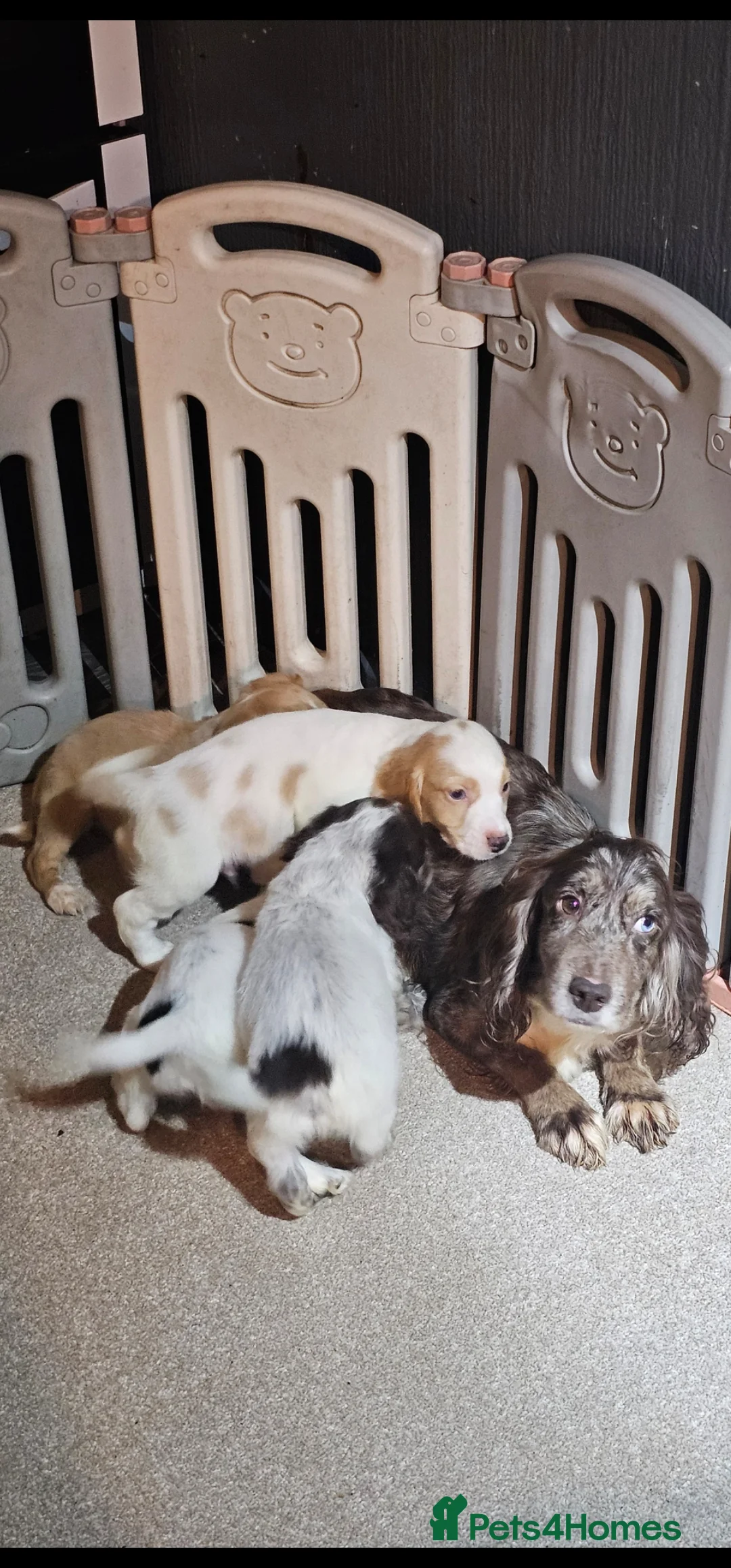Cocker Spaniel dogs for sale: Cocker spaniels puppys  - Advert 11