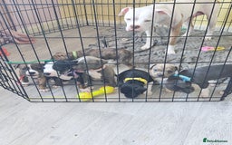 Mixed Breed dogs for sale: American Bulldog Cross Staffy puppies  - Image 28