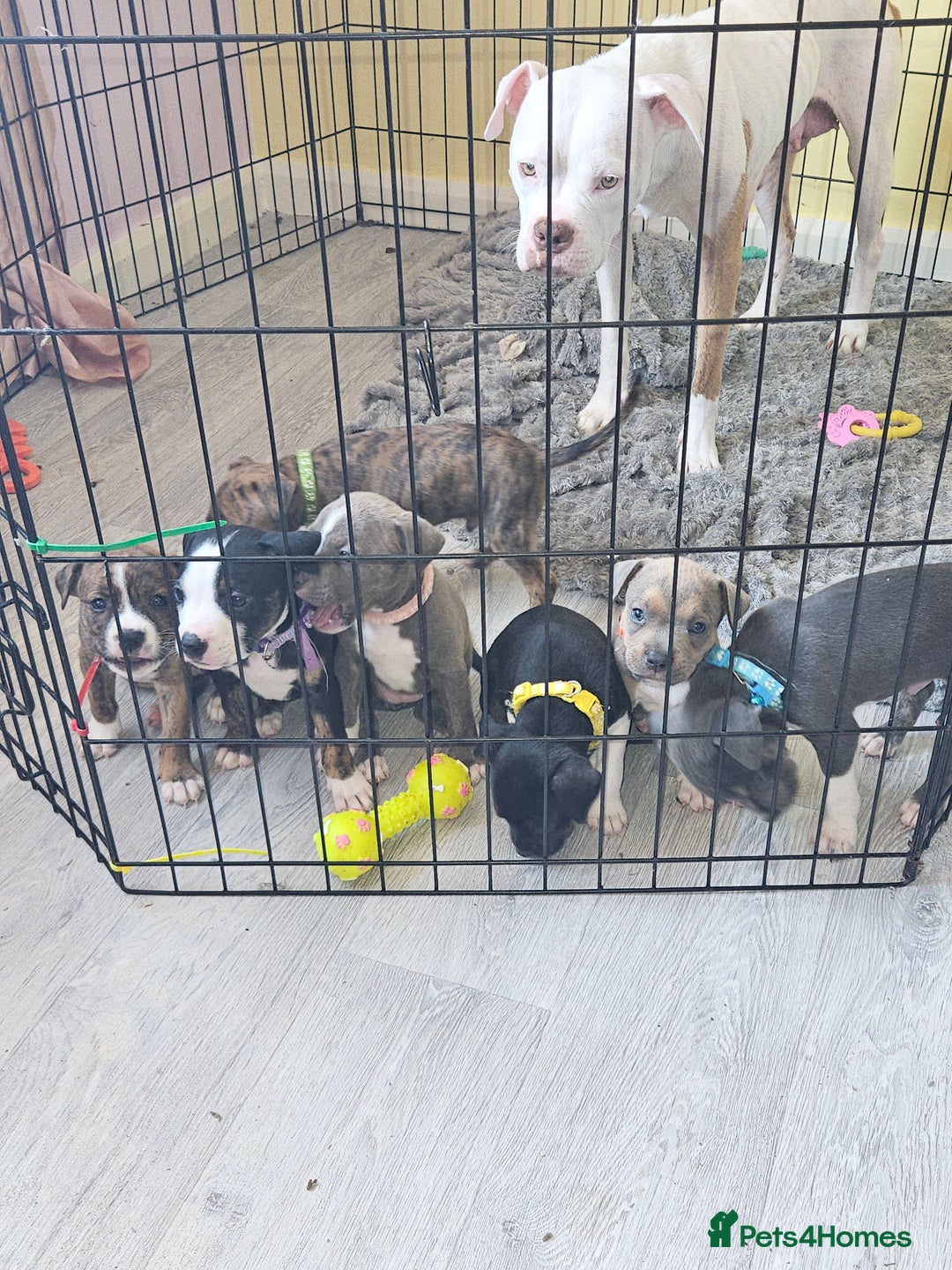 Mixed Breed dogs for sale: American Bulldog Cross Staffy puppies  - Image 28