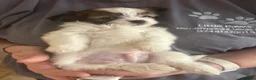 Chorkie dogs for sale: Miniature chorkies  - Advert 3