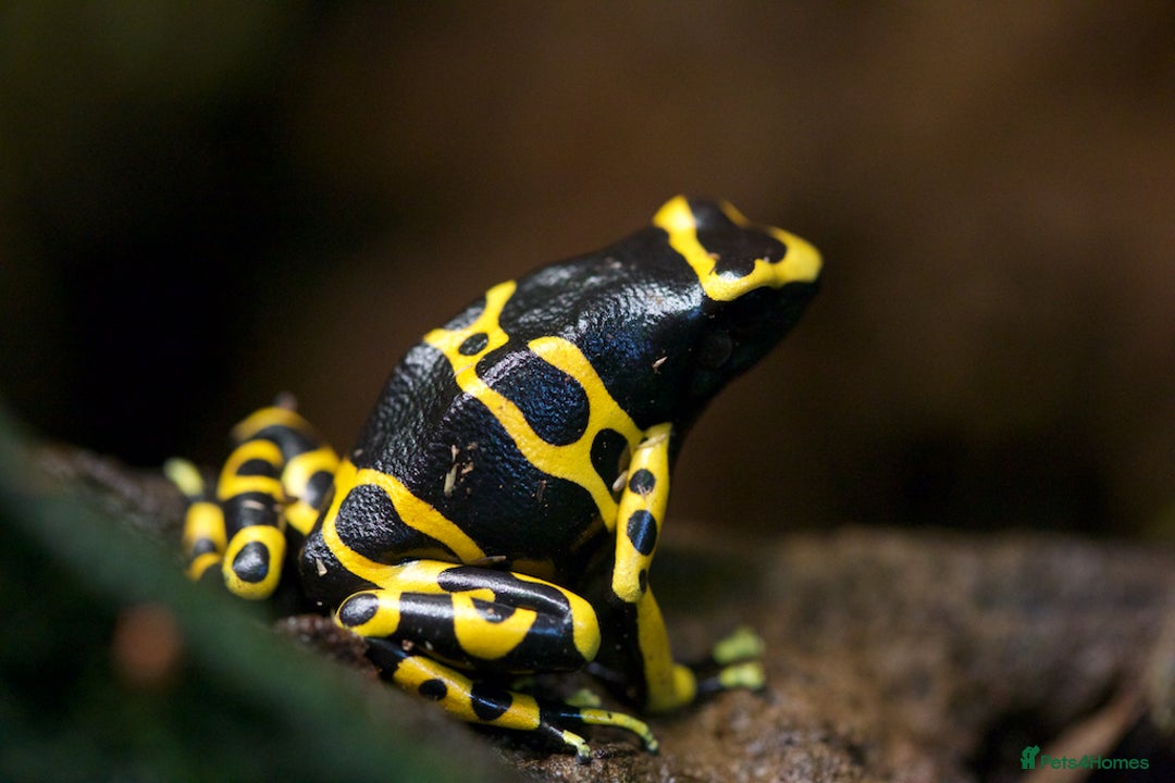 Frog reptiles for sale: DART FROGS for re-homing. - Image 1