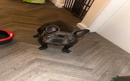 French Bulldog dogs for sale: Beautiful Blue French Bulldog  - Image 1
