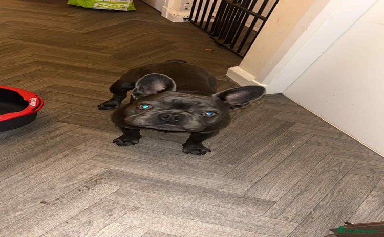 French Bulldog dogs - Advert 1