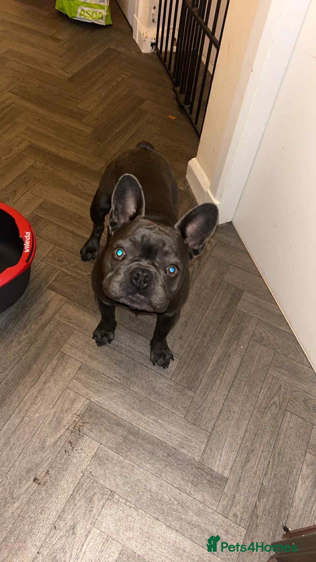 French Bulldog dogs for sale: Beautiful Blue French Bulldog  - Image 1