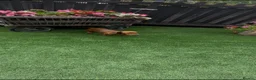Miniature Dachshund dogs for sale: Miniature Daschund  - Advert 4