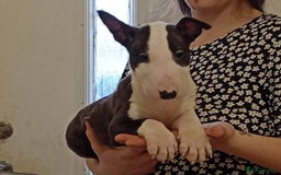 English Bull Terrier dogs for sale: 2 male English bull terrier pups - Image 10