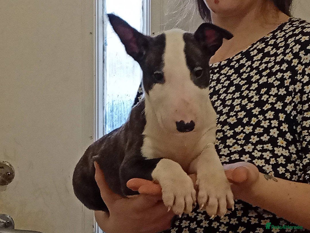 English Bull Terrier dogs for sale: 2 male English bull terrier pups - Image 10