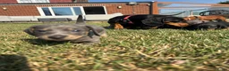 Dachshund dogs for sale: Lilac and tan dachshund puppies Black and Tan  in Canterbury - Advert 12