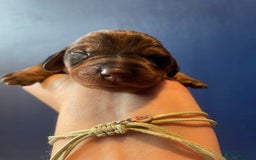 Dachshund dogs for sale: KC Register Standard Wirehaired Dachshund Puppies in Lincoln - Image 30