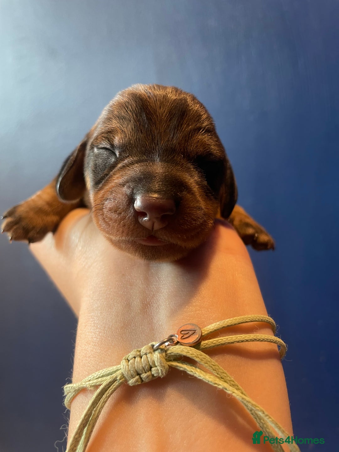 Dachshund dogs for sale: KC Register Standard Wirehaired Dachshund Puppies in Lincoln - Image 30