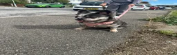 French Bulldog dogs for sale: Blue Merle Fluffy Frenchie – Loving Pet Home Only - Advert 3