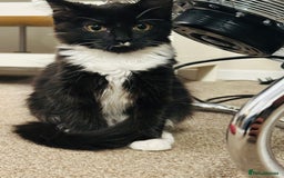 Mixed Breed cats for sale: Pepsi - Image 4