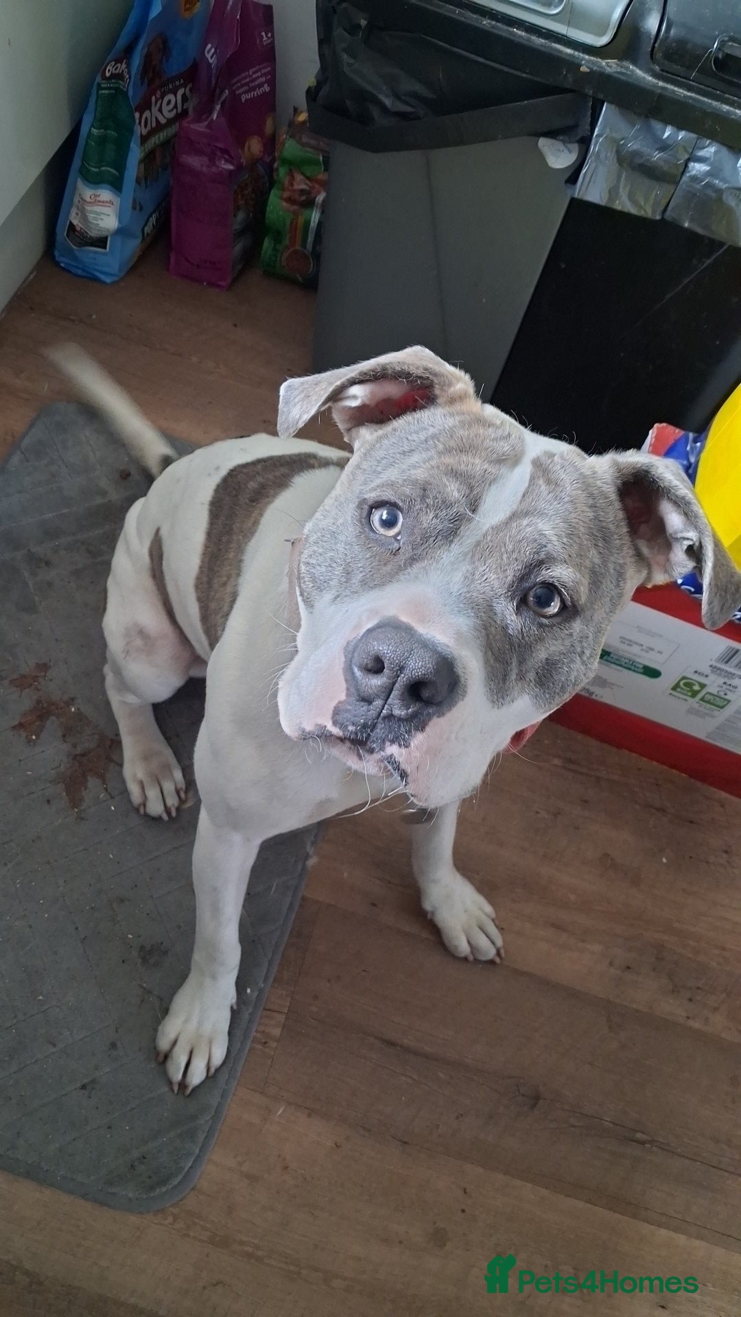 Mixed Breed dogs Millie - Advert 1