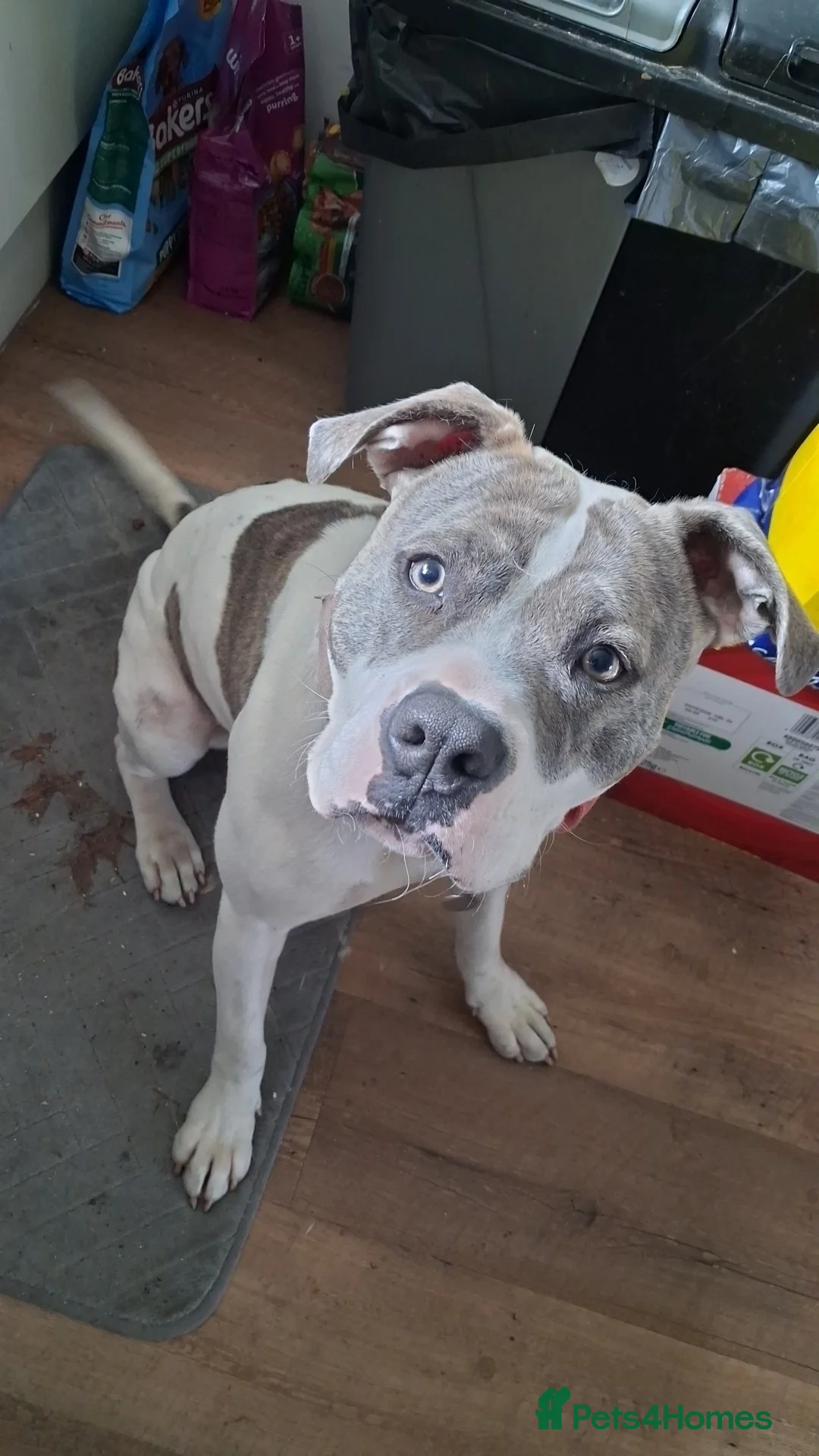 Mixed Breed dogs for sale: Millie in Saint Helens - Advert 1