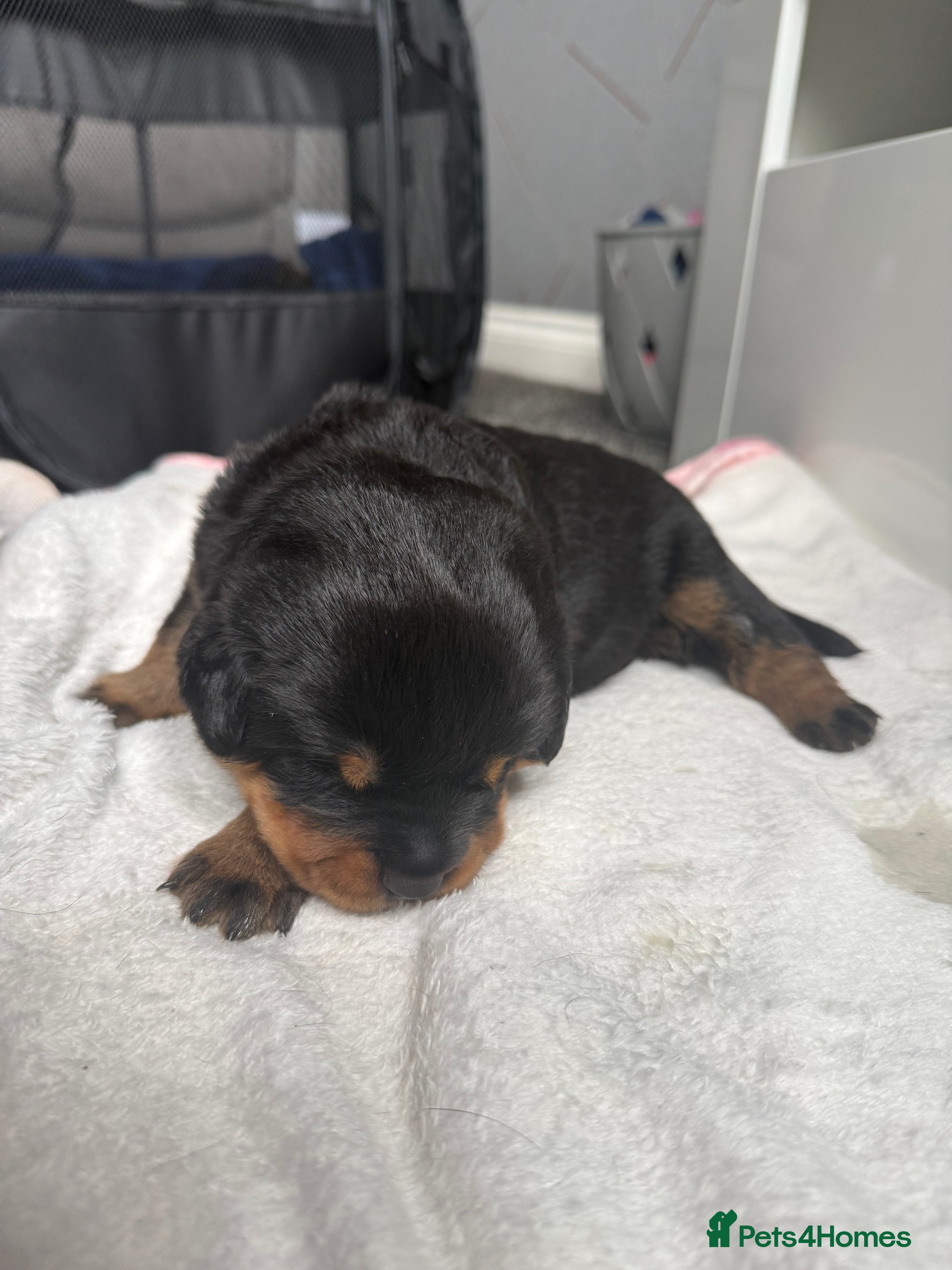 Rottweiler dogs for sale: 4 Beautiful Male Rottweiler Puppies  - Advert 10