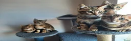 Bengal cats for sale: Absolutely Stunning litter, TICA reg Bengal Cubs  - Advert 3