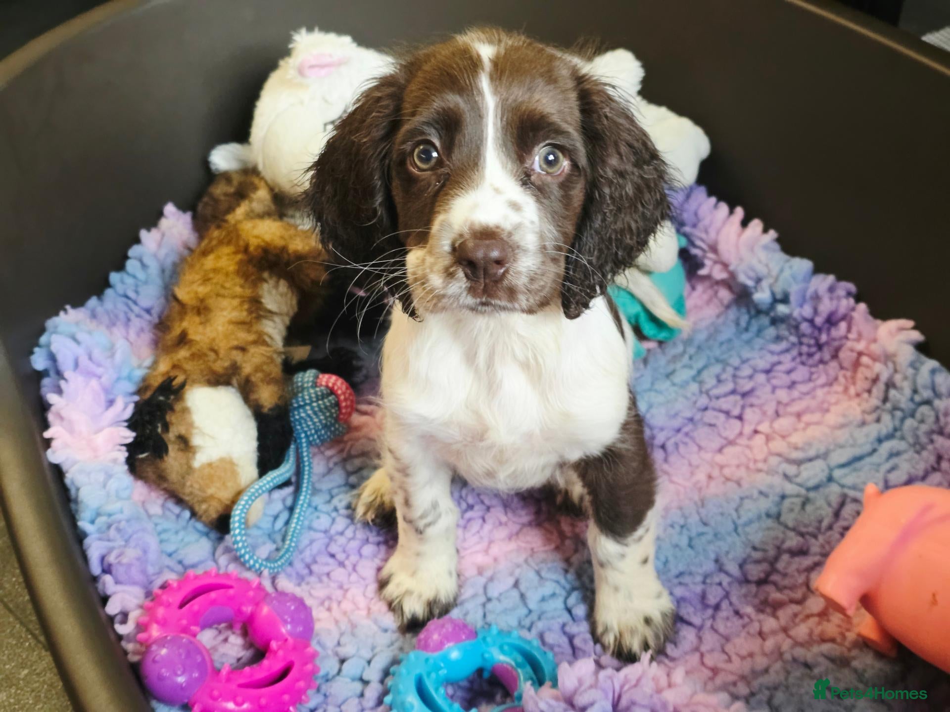 English Springer Spaniel dogs Outstanding Home Reared KC 5 ⭐️ Vetted Ready now  - Advert 2