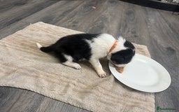 Border Collie dogs for sale: Border collie pups - Image 31