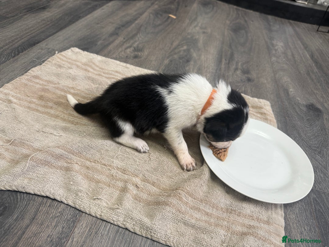 Border Collie dogs for sale: Border collie pups - Image 31