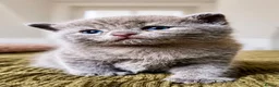 Mixed Breed cats for sale: Four fluffy mixed breed blue/grey kittens - Advert 10