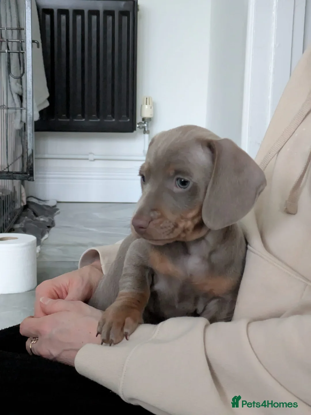 Miniature Dachshund dogs for sale: KC registered smooth hair miniature dachshund  - Advert 3