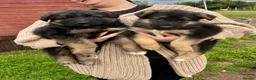 German Shepherd dogs for sale: Beautiful German shepherd  - Advert 4