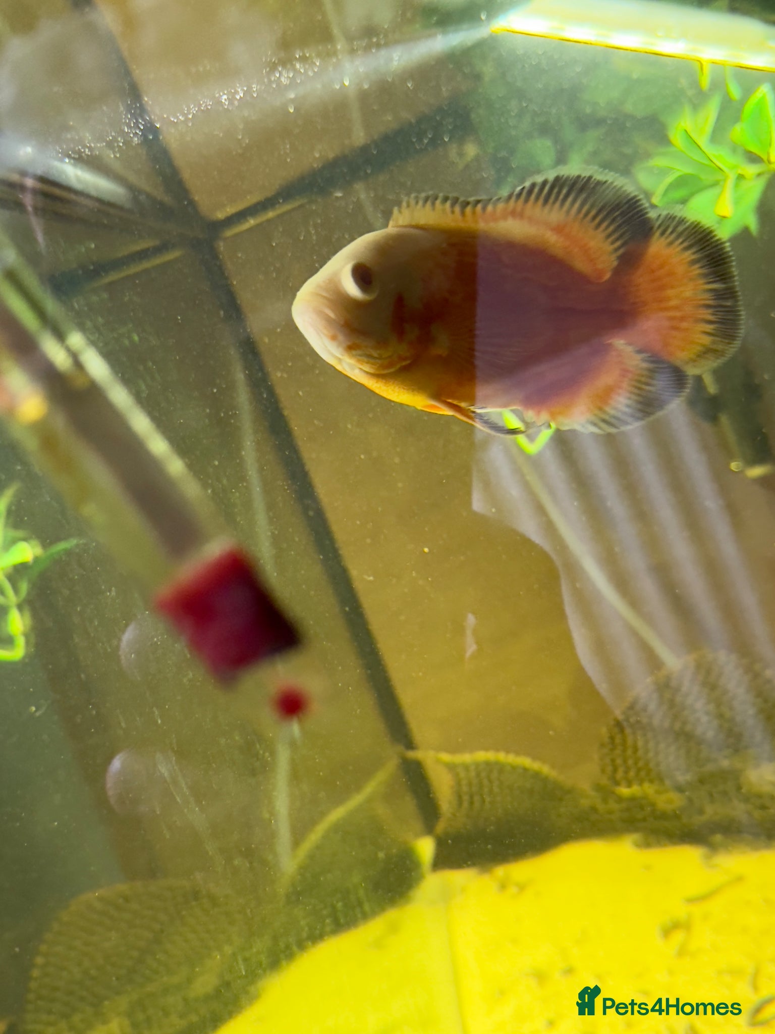 Catfish fish Fish for sale  - Advert 15