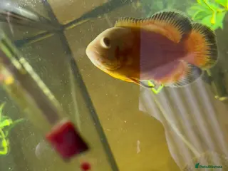 Catfish fish Fish for sale - Advert 15