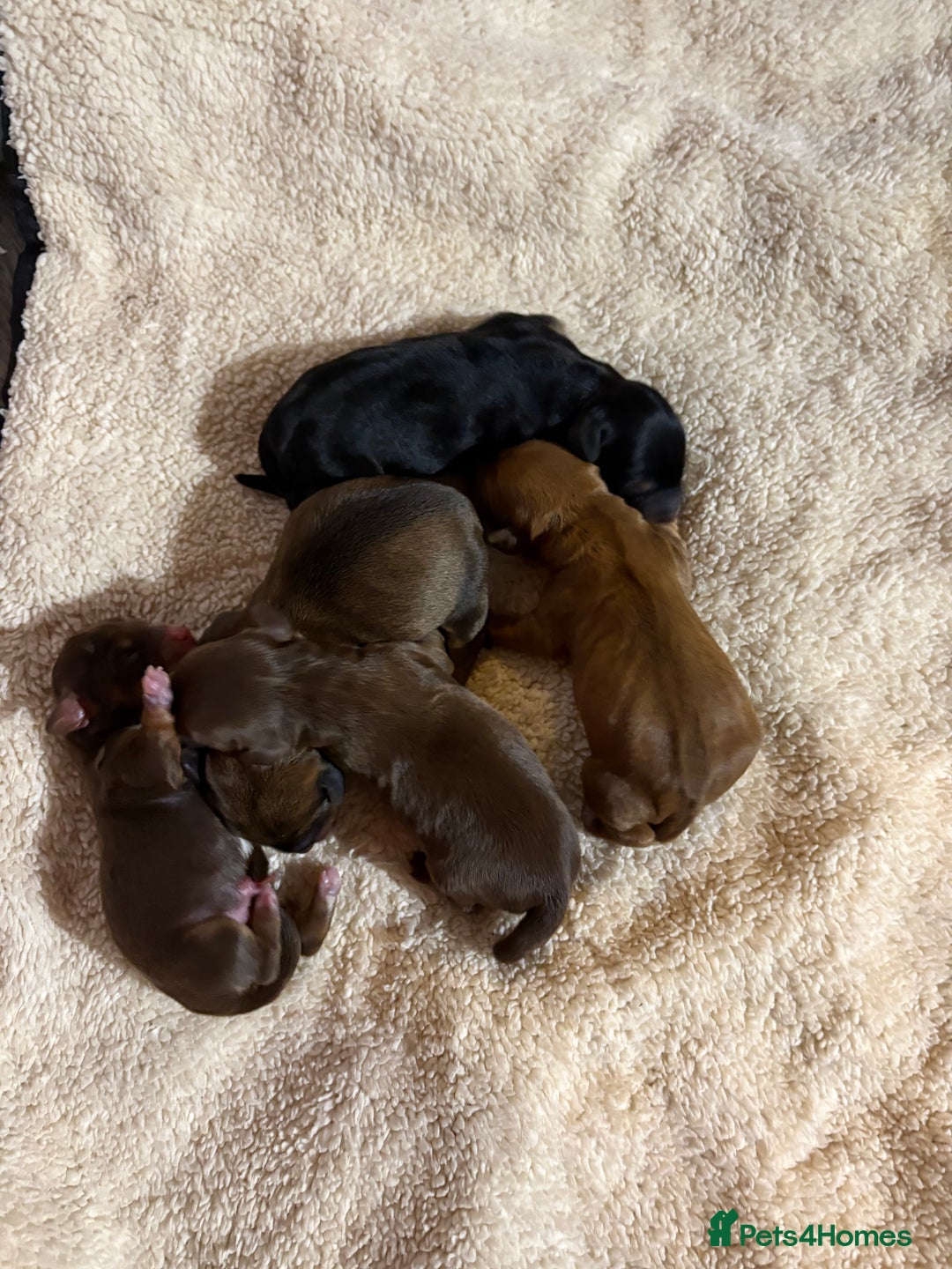 Mixed Breed dogs for sale: Mini doxipoo - Advert 4