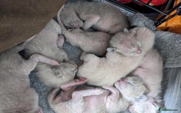 Burmese cats for sale: Burmese kittens for sale in Doncaster - Image 8