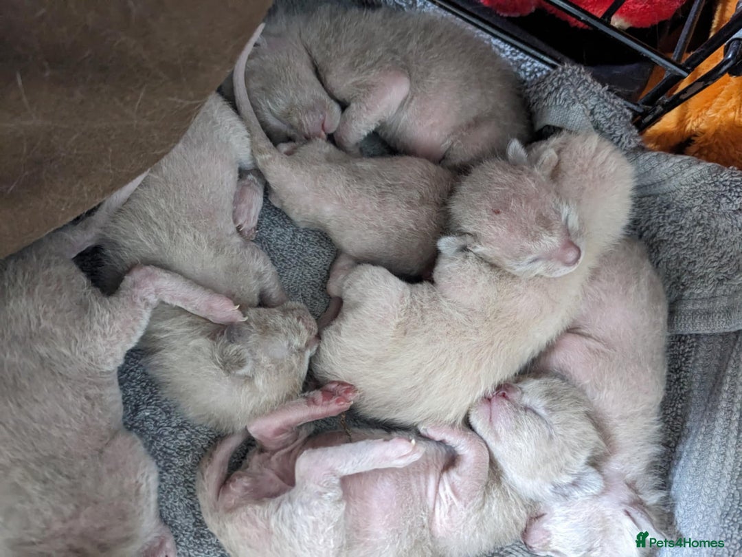 Burmese cats for sale: Burmese kittens for sale in Doncaster - Image 8