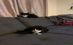 British Shorthair cats for sale: 2 female sister cats  - Image 1