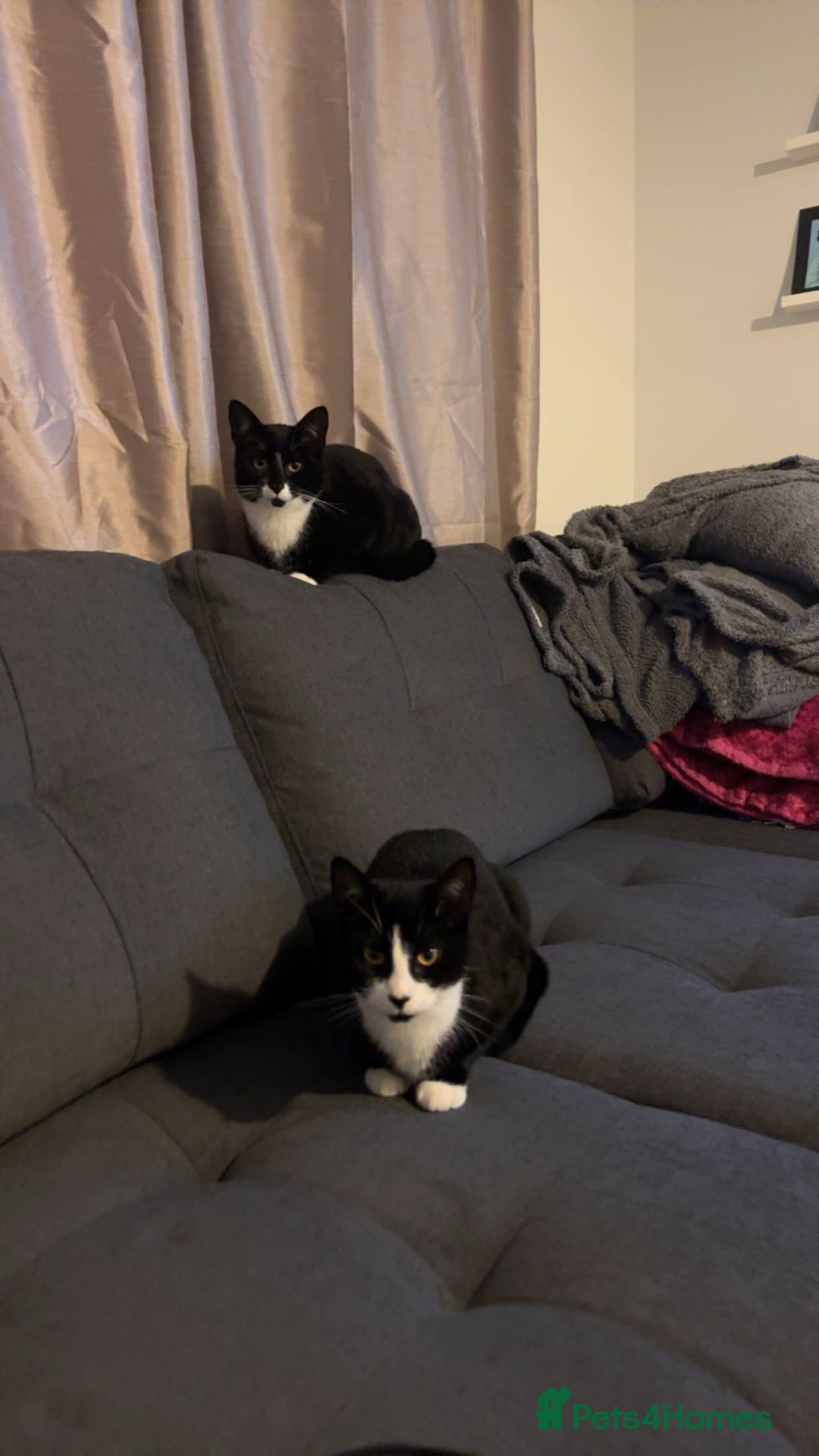 British Shorthair cats for sale: 2 female sister cats  - Image 1
