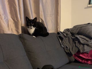 British Shorthair cats - Advert 22