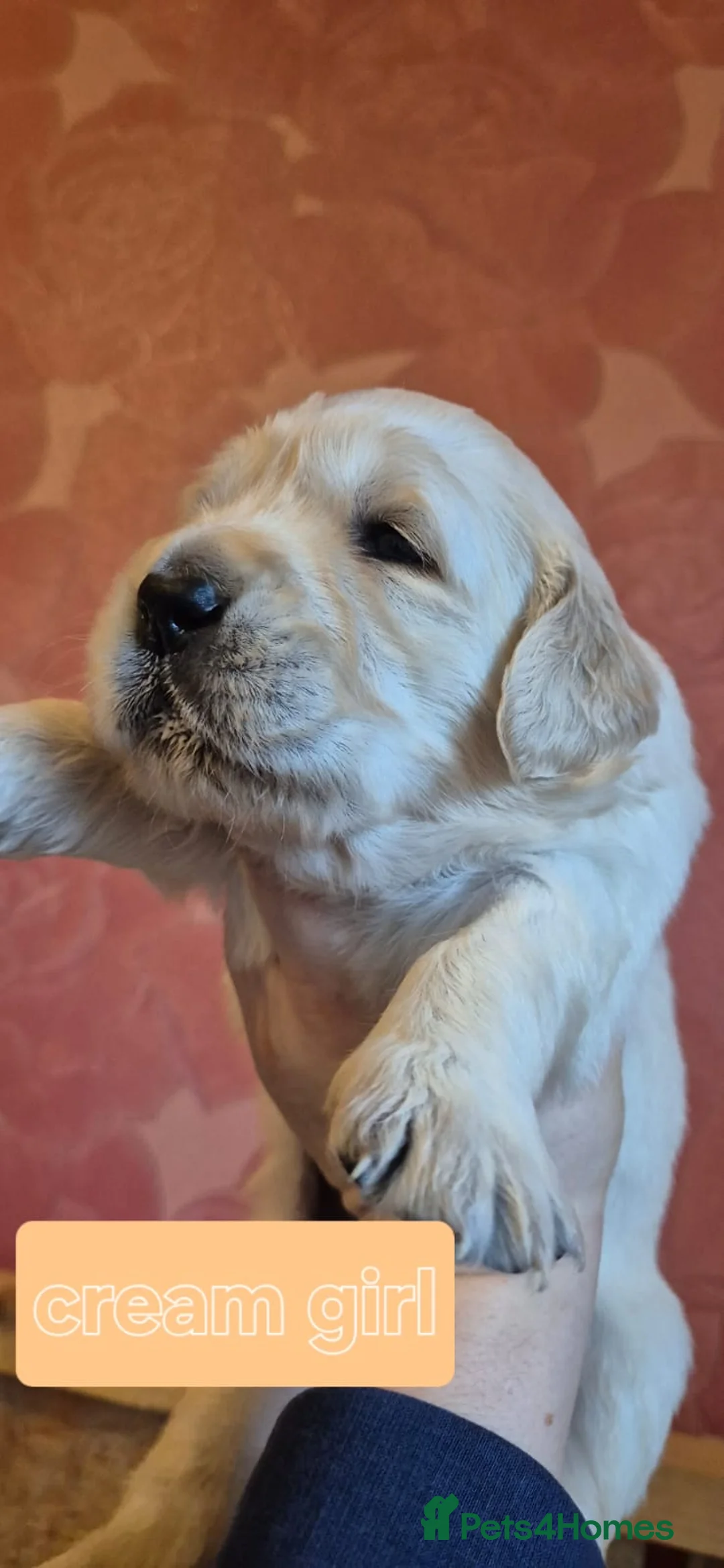 Golden Retriever dogs for sale: KC Registered Golden Retriever Glasgow  - Advert 5