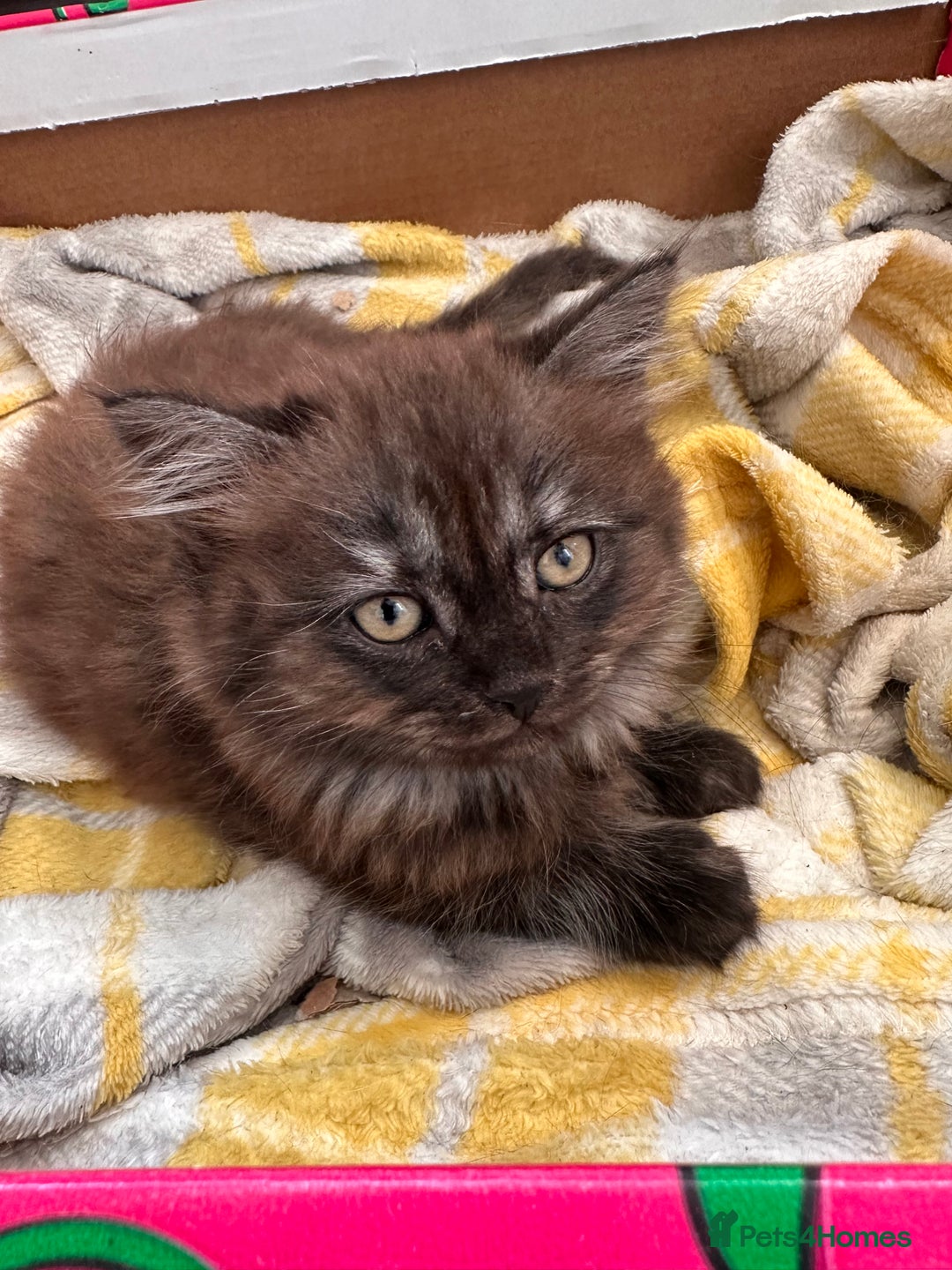 Mixed Breed cats for sale: 3 kittens left  - Image 8