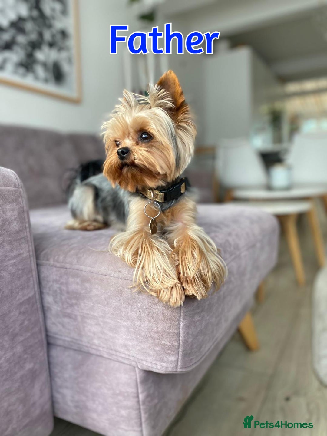 Yorkshire Terrier dogs for sale: ✨Four Adorable Yorkshire Terrier Puppies For Sale✨ - Advert 4