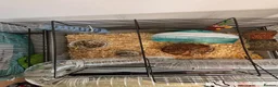 Hamster rodents for sale: Doddy little hamster  - Advert 4